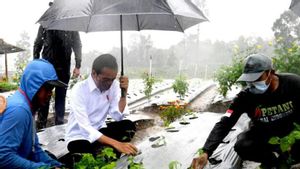 Presiden Jokowi Tanam Cabai di Tengah Guyuran Hujan di Wonosobo