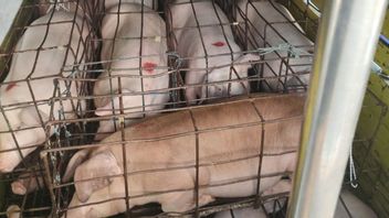 Berita Bali Terkini: 2 Truk Pengangkut Babi dari Jembrana Ditolak Masuk Ketapang Gara-gara Tak Punya Dokumen Kesehatan 