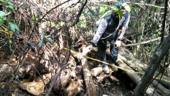 Female Elephant Found Dead In Mukomuko, There Is Soap Mixed With Poison