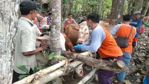 Berita Gunung Kidul: Gunung Kidul Mencatat Ada 482 Lokasi Penyembelihan Hewan Kurban