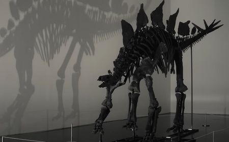 Kerangka Dinosaurus Stegosaurus 'Apex' Terjual dengan Rekor Rp741 Juta di Lelang Sotheby's