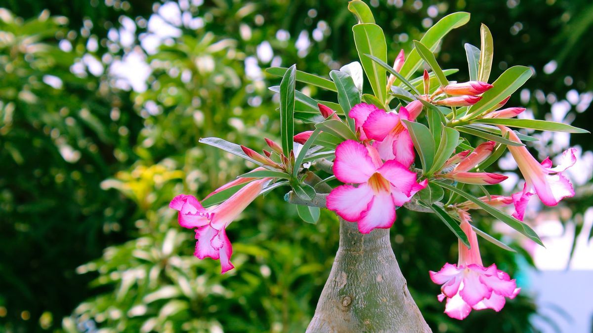 5 Cara Merawat Bunga Adenium, Perhatikan agar tidak Mudah Diserang Hama 