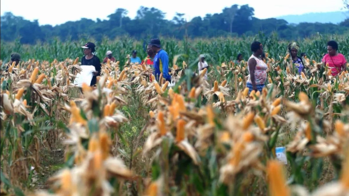 Le gouvernement provincial de Prabowo devrait créer une agriculture dirigée par les autorités alimentaires