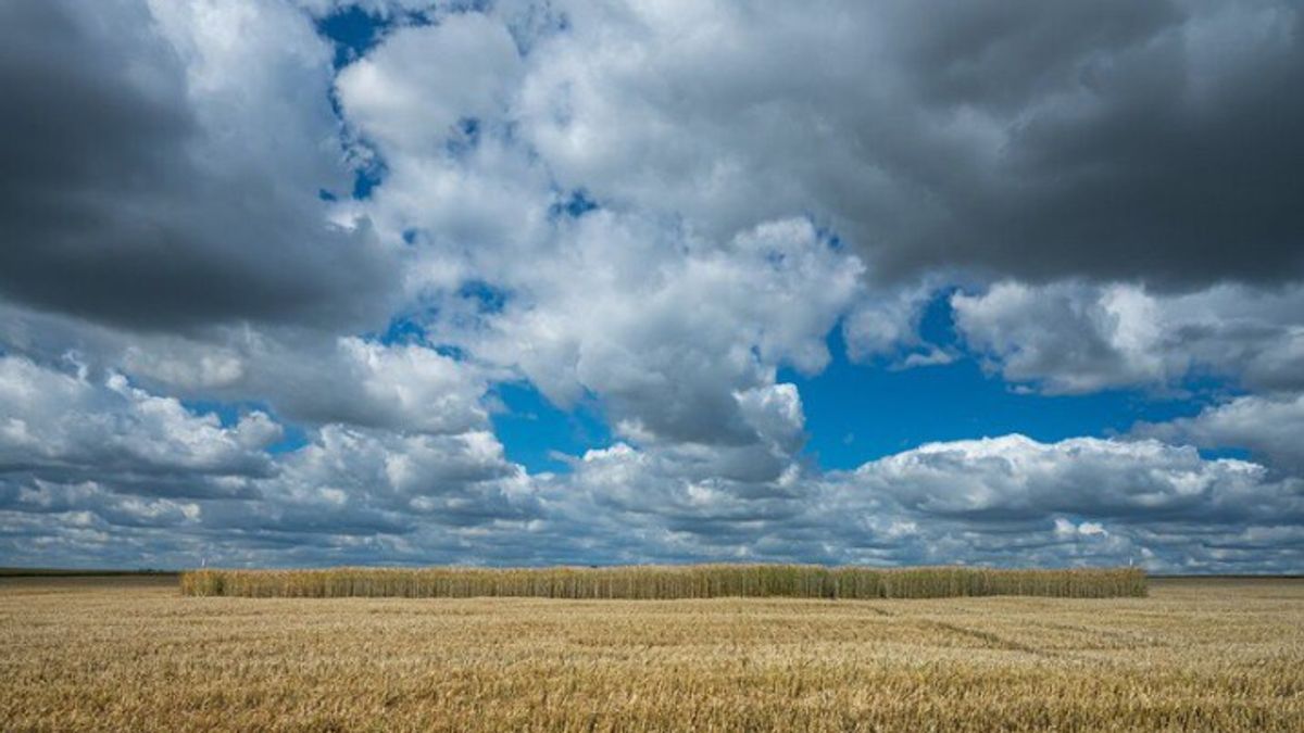 The Type Of Wind That Affects Agriculture In Indonesia, What Is The Impact?