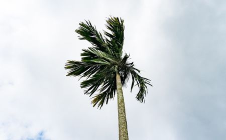 Warga Bali Bagian Timur dan Selatan Mohon Waspada Angin Kencang, Kecepatan Bisa Capai 45 Km/Jam