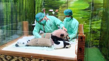 Indonesia’s First Panda Cub at Taman Safari Indonesia Bogor to Be Introduced to the Public on May 30