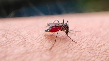 The Trend Of Dengue Fever Cases In East Java Soared, Kadinkes Warned