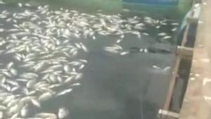 Satu Ton Ikan di Danau Maninjau Sumbar Mati Massal