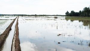 Kabar Gembira untuk Petani yang Sawahnya Kebanjiran di Aceh, Dapat Bantuan Benih dari Pemerintah