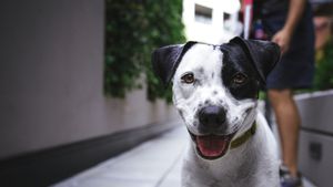 Smart Snout, Aplikasi Pengidentifikasi Anjing Lewat Biometrik Hidung 