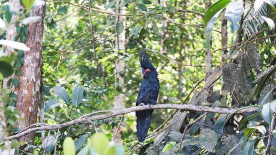 74 These Protected Animals Finally Return To 'Home' In The Cycloop Mountains Nature Reserve In Papua