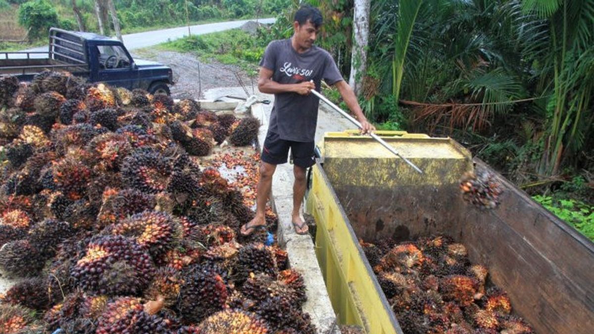 ウイルス農家がパーム油FFBをマレーシアに販売、DPRは政府に明確で確固たるルールを作るよう促す