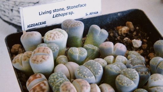 Mengenal Tanaman Hias Lithops, Jenis Sukulen yang Bentuknya Seperti Bebatuan Cantik