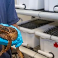 Kodok Beracun di Jepang Makin Besar, Ilmuwan Masih Bingung