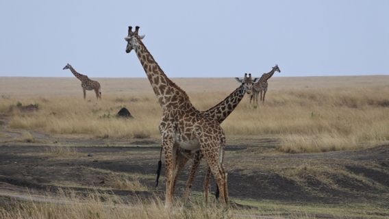 Threatened By Humans, Kenya's Masai Giraffe Moved To New House