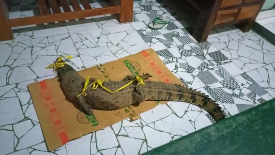 Intention To Find Fish, Banyuwangi Residents Even Get Crocodiles