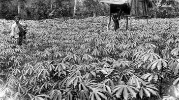 Sustaining Sustainability In The Japanese Colonial Period By Eating Cassava