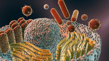 Groups of Cells That Have the Same Shape and Function, Here's the Explanation