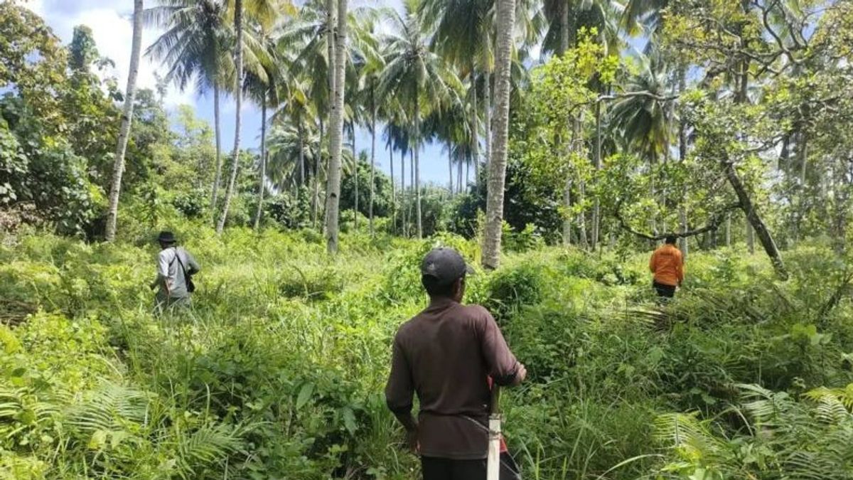 The Seventh Day Of The 65-Year-Old Elderly Entering The Labunia Forest, Southeast Sulawesi, SAR Focuses On The Victim's Gardens