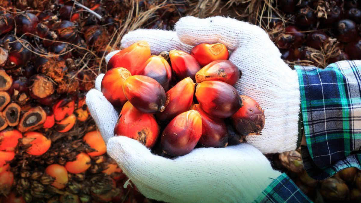 千禧一代决定未来国家棕榈产业发展
