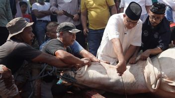 Anies' Sacrificial Cow Excites Number 024, Observer: It's Reasonable To Be Linked To The Presidential Election, The Electability Is Smooth