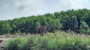 据报道，野生大象破坏了OKU南部居民的庄稼