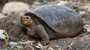 Kura-kura Raksasa Fernandina Ditemukan Kembali Setelah 100 Tahun, Ilmuwan: Misteri Terbesar