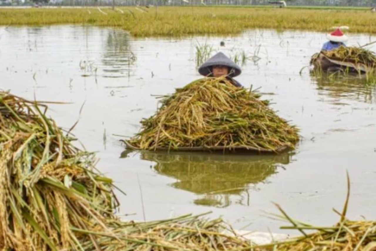 Des milliers d'hectares de sawah dans le sud de Jateng sont menacés de mauvaises récoltes en raison des inondations