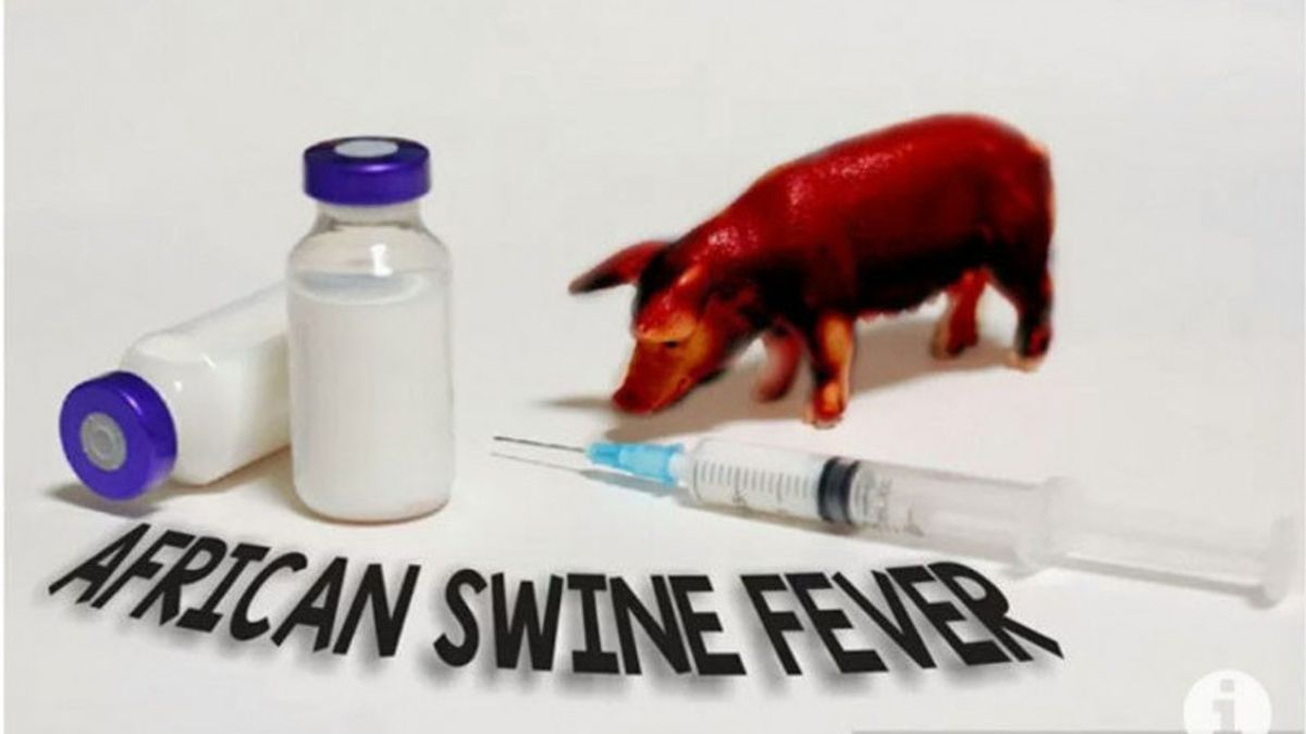 Temukan Flu Babi di Pahandut Seberang, Kalteng Berencana Tutup Pasokan Babi dari Luar