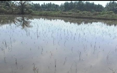 Banjir, Petani di Aceh Utara Rugi Rp42 Miliar