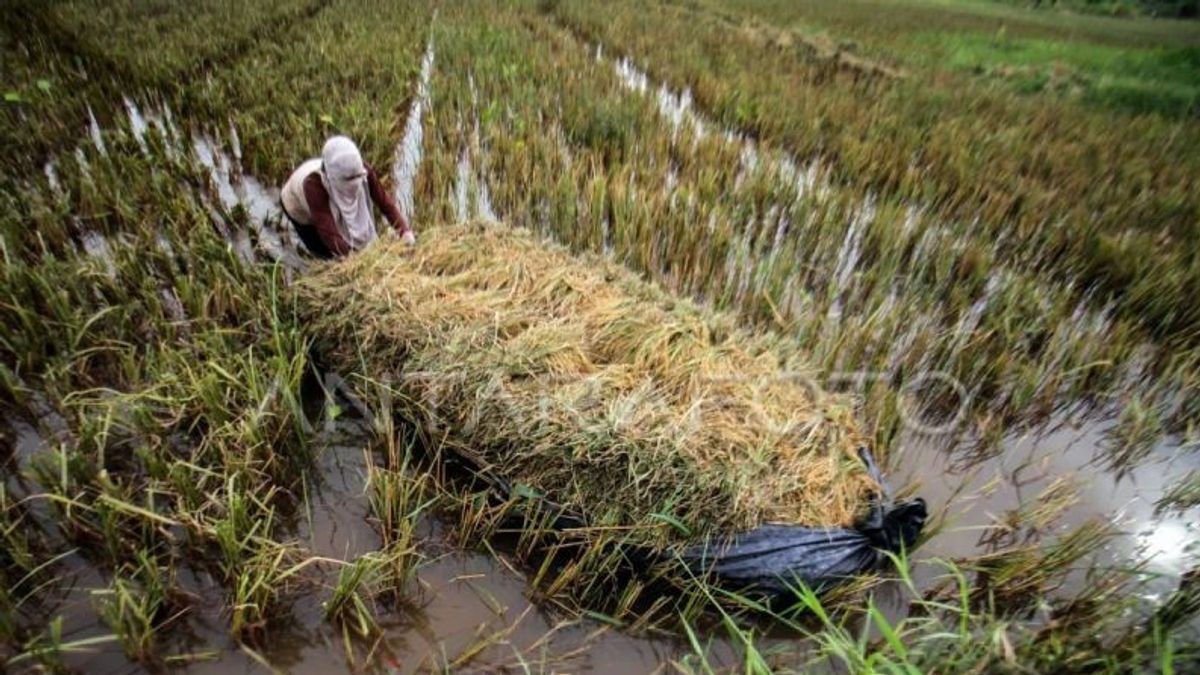 Floods Cause 746 Hectares Of Rice Land In Southeast Aceh To Fail To Plant