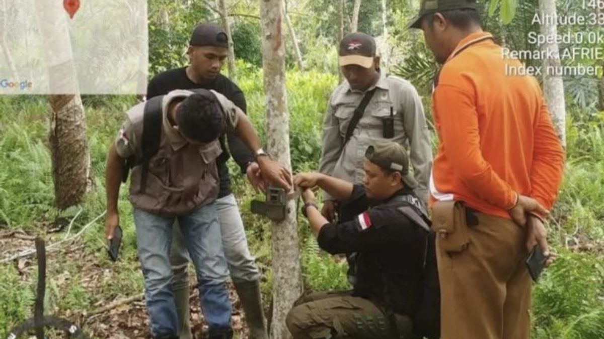 Riau BKSDA Installs 2 Trapped Cameras Around Tiger Footprint Findings