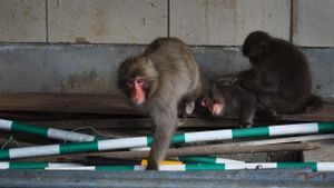 Serang 20 Penduduk Termasuk Bayi 10 Bulan, Seekor Monyet Liar Diburu Otoritas Kota di Jepang