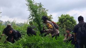 La police de Lumajang a retrouvé 10 000 plantes de marijuana dans le semen à Semeru