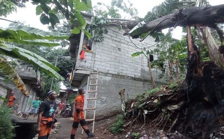 26 Pohon Tumbang di Bogor, Disperumkim Ingatkan Perumahan: Tinggi Aman Pohon 6-10 Meter