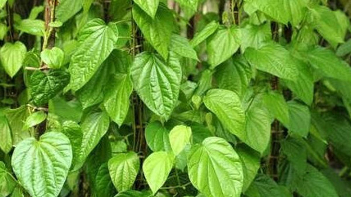 Leaf Boiling For Gatal Skin, A Powerful And Safe Natural Solution