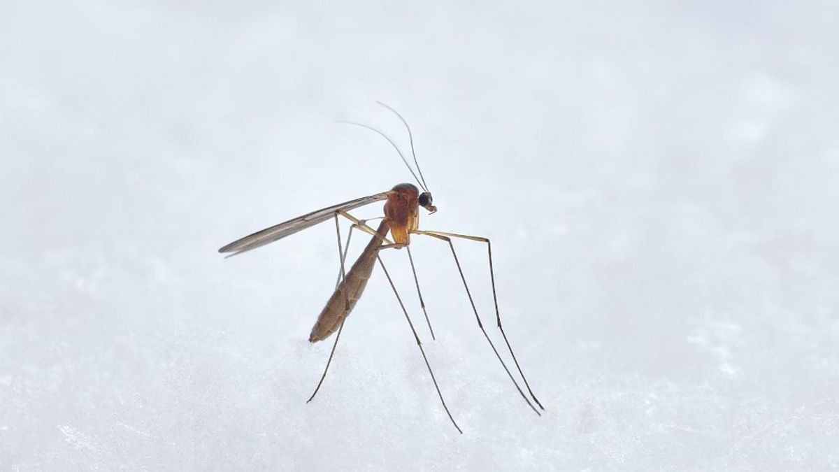 Menkes Budi Sadikin : Le dengue en Indonésie augmente après le phénomène El Nino