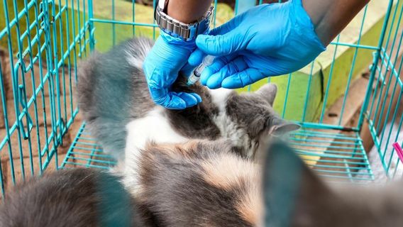 99 タナアバンの住民のための猫とペットの頭蓋骨は狂犬病の予防接種を受けます