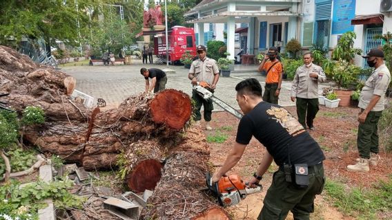 ضربتها رياح قوية، وسقطت شجرة يبلغ ارتفاعها 15 مترا لتدمير سياج المدرسة في بادانج