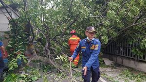 Diterpa Angin Kencang, Pohon Kedondong di Tanah Abang Tumbang, Satu Orang Terluka