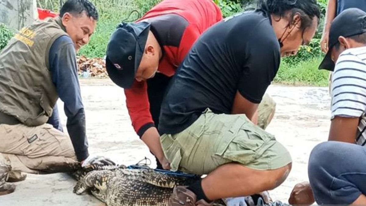 Bangka Belitung Community Conflict With Crocodiles Increases, BPBD: Due To Environmental Damage
