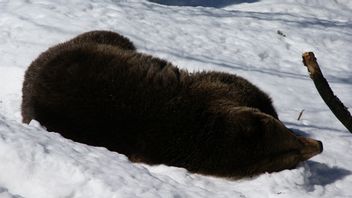 L’ours chocolat a commencé à bercer pendant la neige hivernale en Turquie