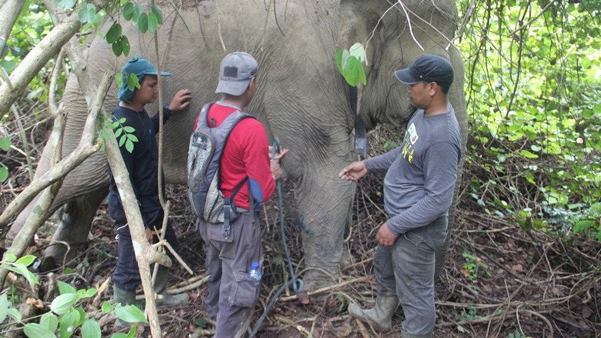 Kawanan Gajah Rusak Kebun Sawit hingga Pondok Warga di Aceh Timur