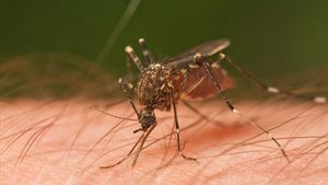 Puluhan Orang Tewas dan Ratusan Lainnya Terinfeksi Virus West Nile di Israel Sejak Bulan Juni