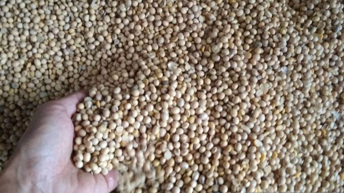 Harga Kedelai Impor di Kudus Kembali Turun jadi Rp9.600 per Kg