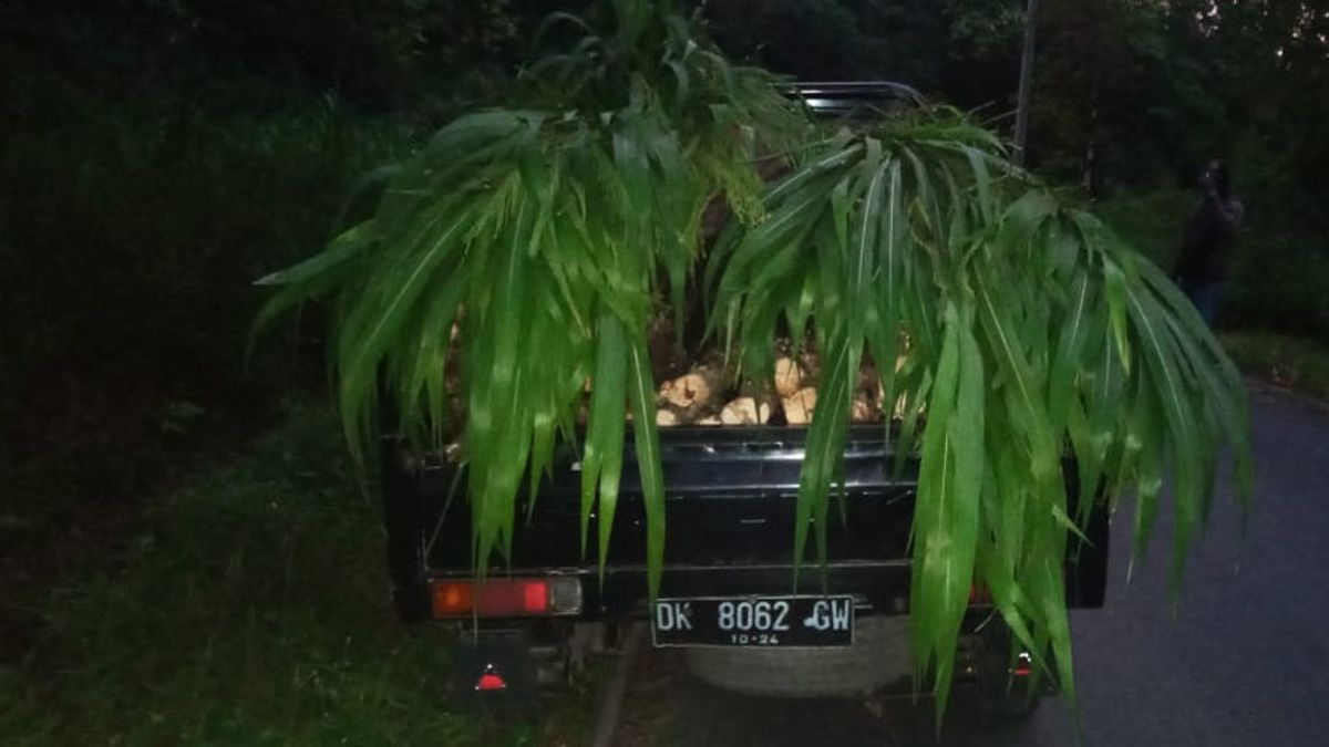 使用大象草，木材窃贼在保护森林，卡兰加西姆巴厘岛，欺骗官员