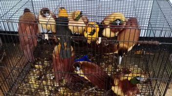 Amener 180 Oiseaux Protégés De Papouasie, Pilote Privé Américain Devient Suspect