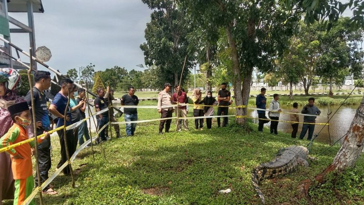 The Presence Of Crocodiles In The Selagan Mukomuko River Makes Uncomfortable, Local Government Invites Residents In 5 Villages To Make Arrests