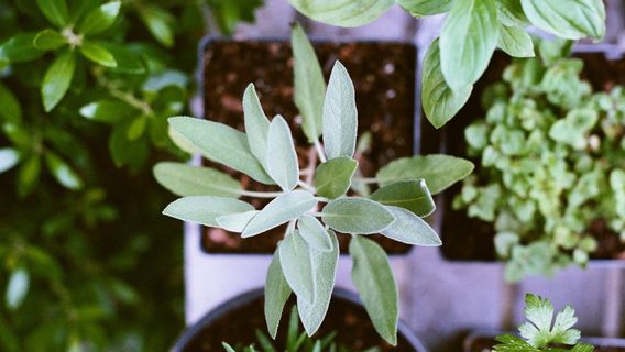 5 Ways To Plant And Care For Sage, A Herbal Plant That Has A Distinctive Aroma