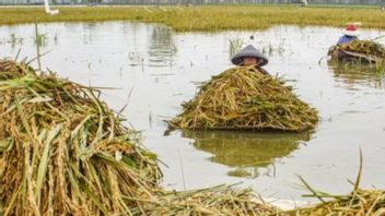 中部ジャワの何千もの田んぼが洪水による作物の不作の脅威にさらされています